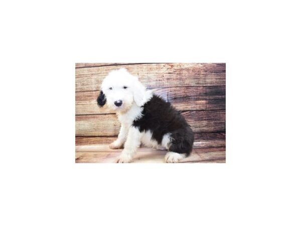 Old English Sheepdog-DOG-Male-Black and White-25426-Petland Lake St. Louis & Fenton, MO