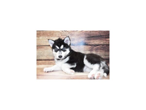 Siberian Husky-DOG-Female-Black and White-25427-Petland Lake St. Louis & Fenton, MO