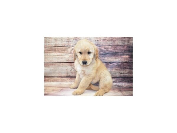 Golden Retriever-DOG-Male-Golden-25425-Petland Lake St. Louis & Fenton, MO