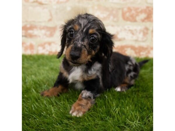 Dachshund-DOG-Female-Black / Tan-25450-Petland Lake St. Louis & Fenton, MO