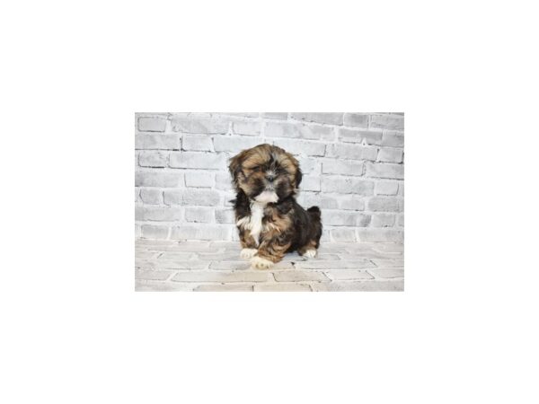 Lhasa Apso-DOG-Female-Red Gold-25463-Petland Lake St. Louis & Fenton, MO