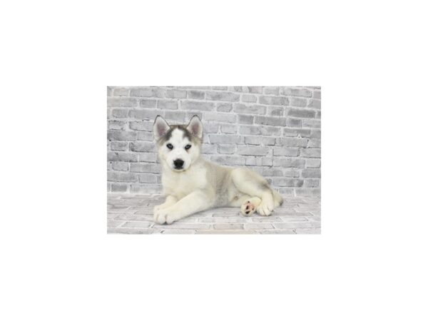Siberian Husky DOG Male Grey and White 25464 Petland Lake St. Louis & Fenton, MO