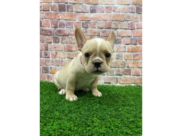 French Bulldog-DOG-Male-Cream / White-25473-Petland Lake St. Louis & Fenton, MO