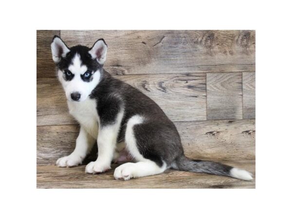 Siberian Husky-DOG-Male-Black / White-25493-Petland Lake St. Louis & Fenton, MO