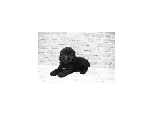 Cockapoo-DOG-Female-Black-25499-Petland Lake St. Louis & Fenton, MO