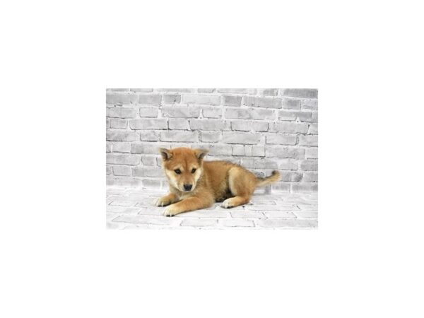 Shiba Inu-DOG-Female-Red-25496-Petland Lake St. Louis & Fenton, MO