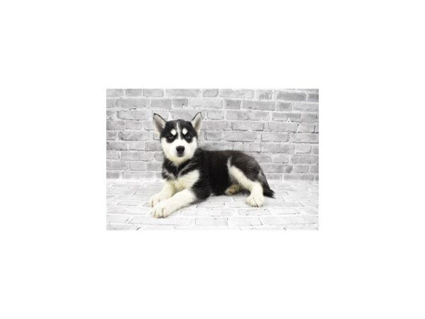 Siberian Husky-DOG-Female-Black and White-25497-Petland Lake St. Louis & Fenton, MO