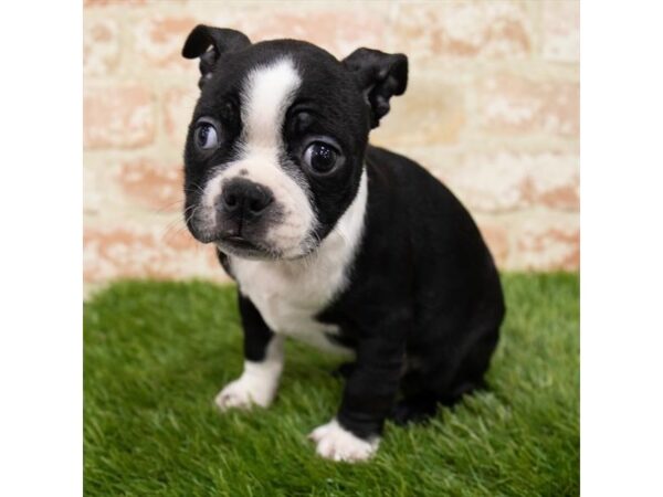 Boston Terrier-DOG-Male-Black / White-25509-Petland Lake St. Louis & Fenton, MO