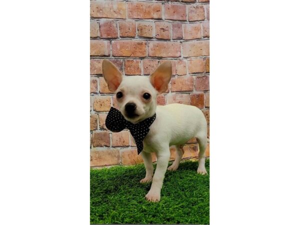 Chihuahua-DOG-Male-Cream-25465-Petland Lake St. Louis & Fenton, MO