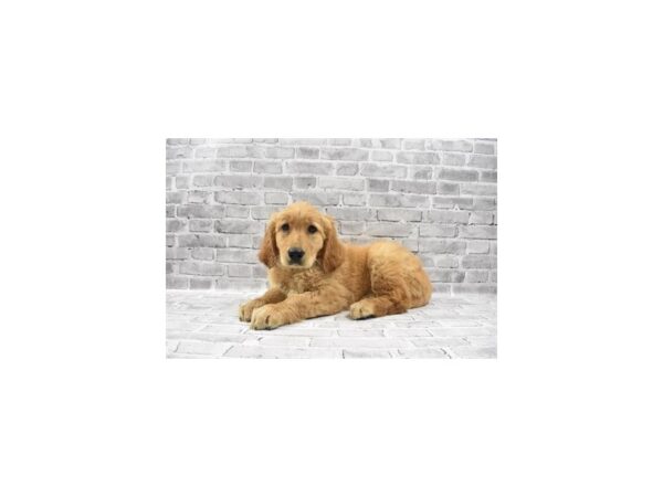 Golden Retriever-DOG-Female-Golden-25519-Petland Lake St. Louis & Fenton, MO