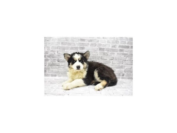 Siberian Husky-DOG-Male-Black Tan and White-25521-Petland Lake St. Louis & Fenton, MO