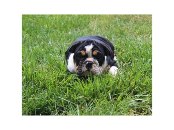 English Bulldog DOG Male Black Tan / White 25532 Petland Lake St. Louis & Fenton, MO