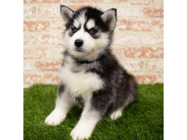 Siberian Husky-DOG-Male-Black / White-25544-Petland Lake St. Louis & Fenton, MO