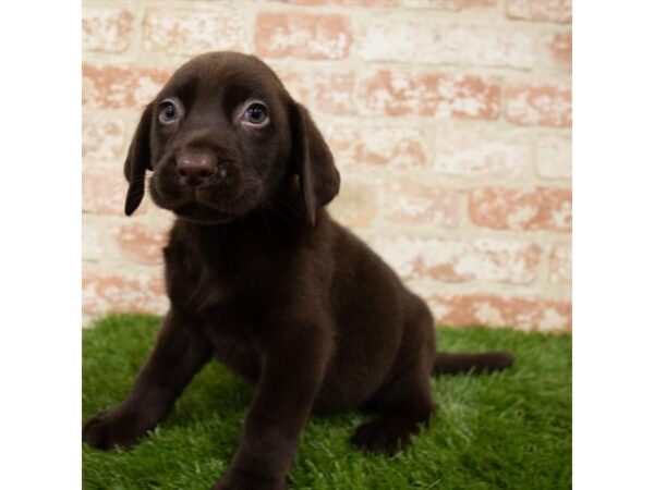 Labrador Retriever-DOG-Male-Chocolate-25543-Petland Lake St. Louis & Fenton, MO