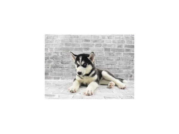 Siberian Husky-DOG-Female-Black and White-25562-Petland Lake St. Louis & Fenton, MO