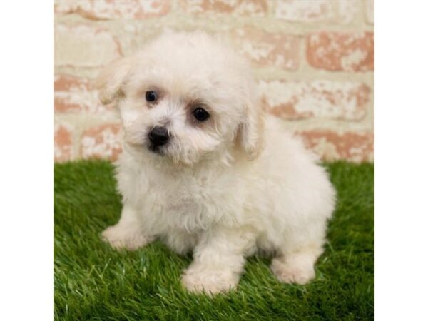 Bichon Poo-DOG-Female-Cream-25592-Petland Lake St. Louis & Fenton, MO