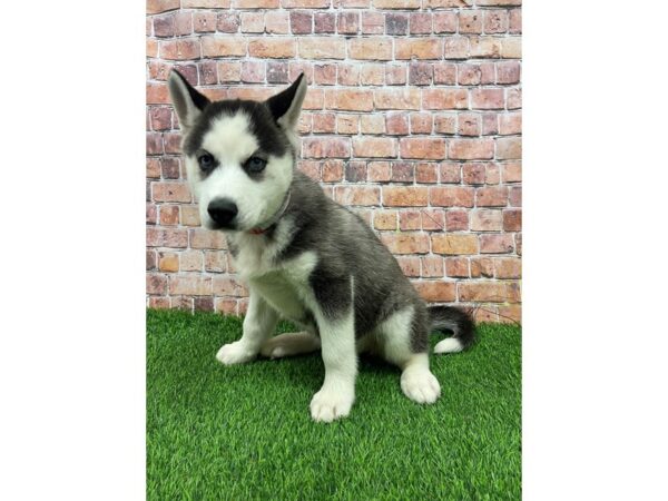 Siberian Husky-DOG-Female-Black / White-25572-Petland Lake St. Louis & Fenton, MO