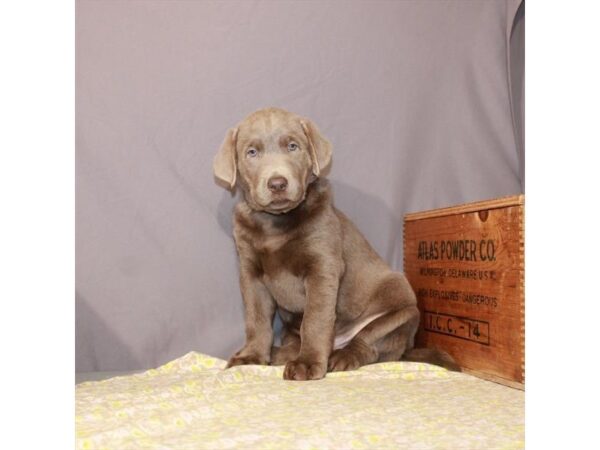 Labrador Retriever-DOG-Male-Silver-25600-Petland Lake St. Louis & Fenton, MO