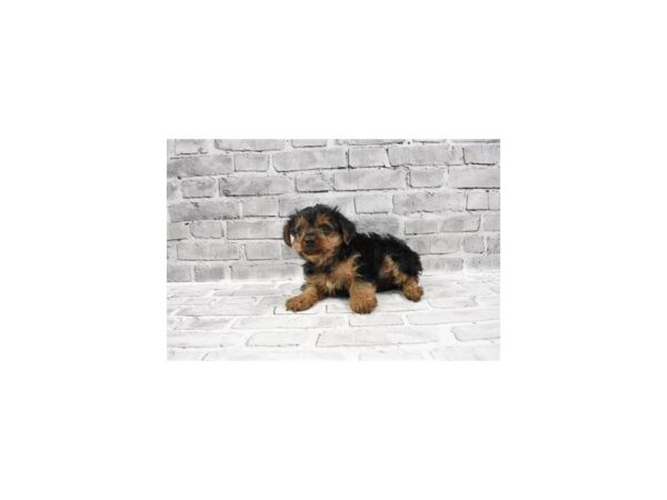 Yorkshire Terrier-DOG-Female-Black and Tan-25606-Petland Lake St. Louis & Fenton, MO