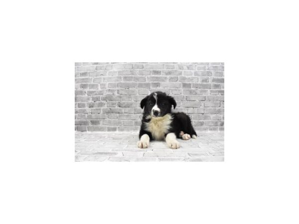 Border Collie-DOG-Male-Black and White-25603-Petland Lake St. Louis & Fenton, MO