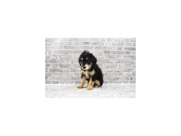 Aussiedoodle-DOG-Male-Black and Tan-25607-Petland Lake St. Louis & Fenton, MO