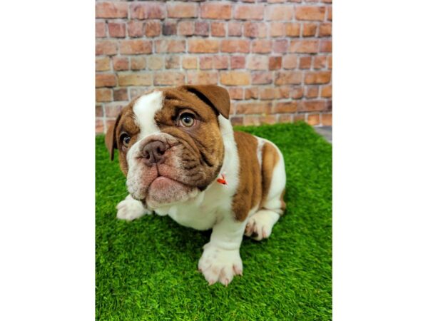 English Bulldog-DOG-Male-Chocolate Brindle-25595-Petland Lake St. Louis & Fenton, MO
