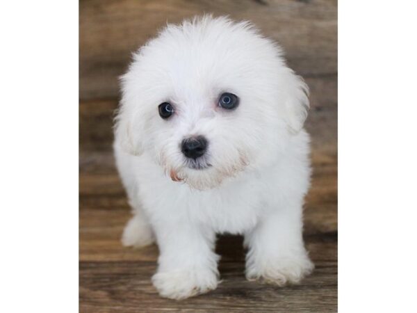 Maltese-DOG-Male-White-25618-Petland Lake St. Louis & Fenton, MO