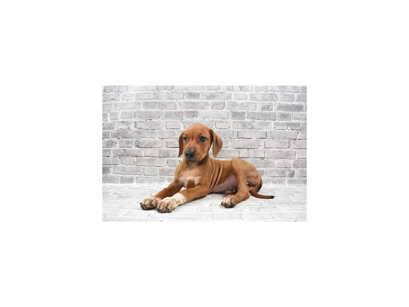 Rhodesian Ridgeback Puppy Red Wheaten with Black Nose ID:25640 Located ...