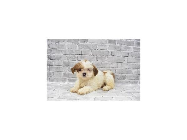 Lhasa Apso-DOG-Female-Red Gold-25639-Petland Lake St. Louis & Fenton, MO