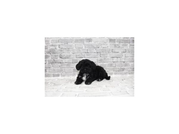 Havapoo-DOG-Male-Black-25644-Petland Lake St. Louis & Fenton, MO