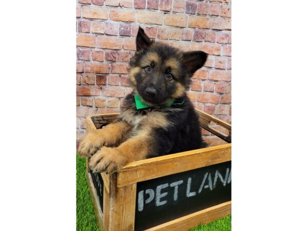 German Shepherd-DOG-Male-Black / Tan-25626-Petland Lake St. Louis & Fenton, MO