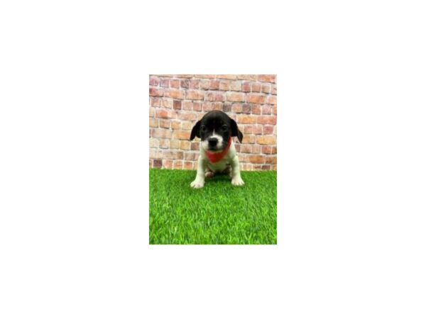 Freagle-DOG-Female-Black / White-25623-Petland Lake St. Louis & Fenton, MO