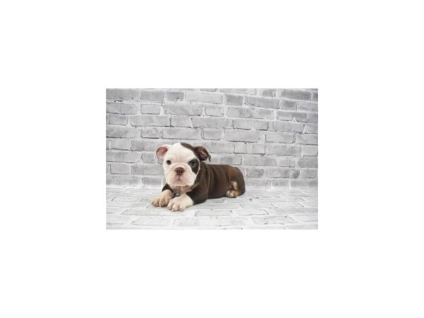 English Bulldog-DOG-Female-Bronze-25656-Petland Lake St. Louis & Fenton, MO