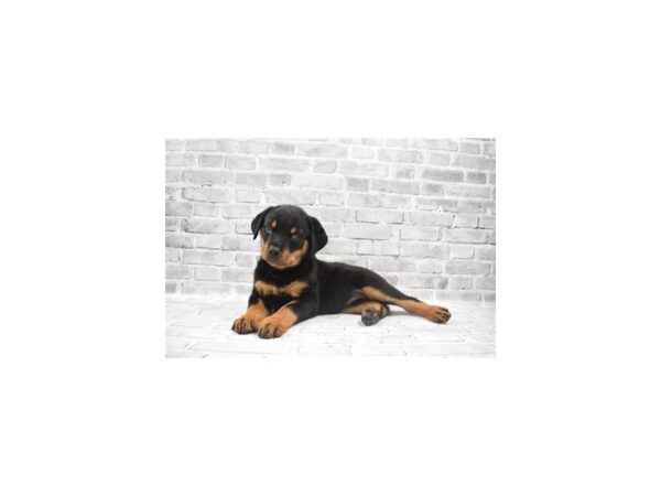 Rottweiler-DOG-Female-Black and Mahogany-25657-Petland Lake St. Louis & Fenton, MO