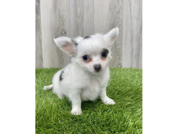 Chihuahua-DOG-Male-White-25664-Petland Lake St. Louis & Fenton, MO