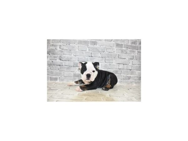 English Bulldog-DOG-Male-Black Fawn and White-25691-Petland Lake St. Louis & Fenton, MO
