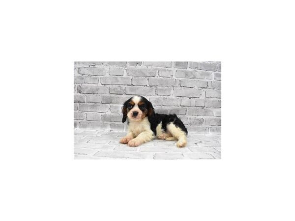 Cavalier King Charles Spaniel-DOG-Female-Black and White-25693-Petland Lake St. Louis & Fenton, MO