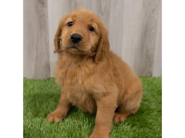 Golden Retriever-DOG-Female-Golden-25709-Petland Lake St. Louis & Fenton, MO