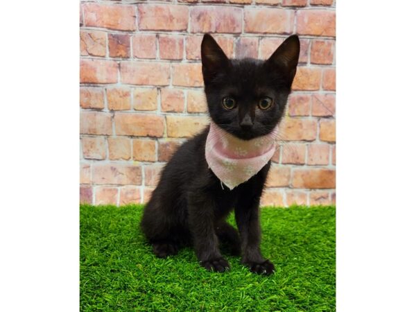 Adopt A Pet Kitten-CAT--Black-25705-Petland Lake St. Louis & Fenton, MO