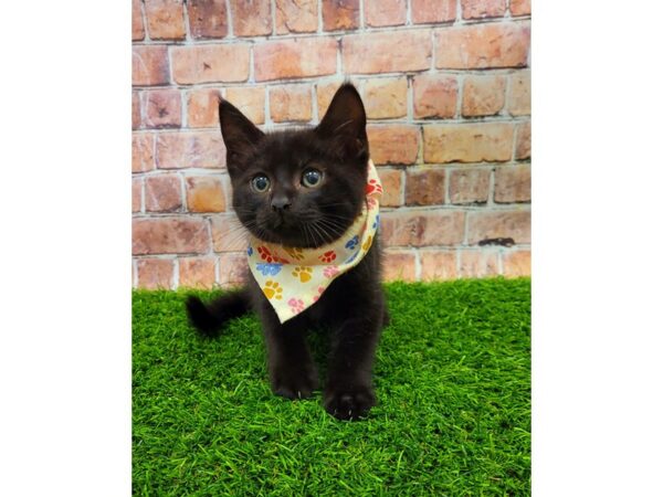 Adopt A Pet Kitten-CAT--Black-25706-Petland Lake St. Louis & Fenton, MO