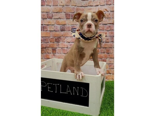 Boston Terrier-DOG-Male-Champagne-25702-Petland Lake St. Louis & Fenton, MO