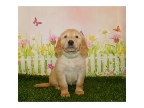 Golden Retriever-DOG-Female-Golden-25718-Petland Lake St. Louis & Fenton, MO