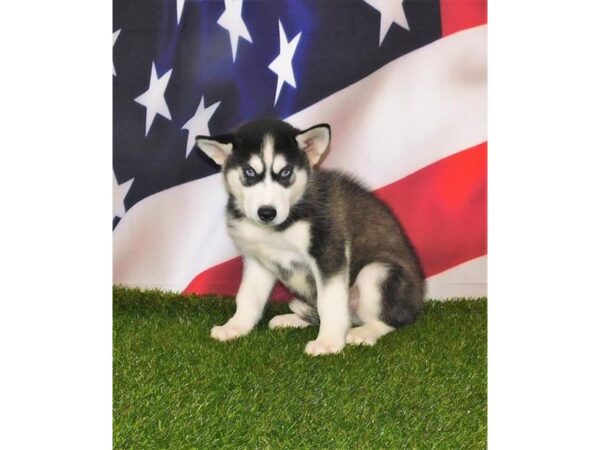 Siberian Husky-DOG-Male-Black / White-25720-Petland Lake St. Louis & Fenton, MO