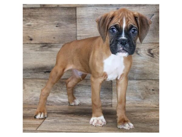 Boxer-DOG-Male-Fawn / White-25731-Petland Lake St. Louis & Fenton, MO