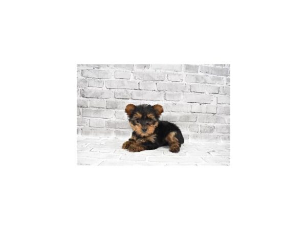 Yorkshire Terrier-DOG-Male-Black and Tan-25743-Petland Lake St. Louis & Fenton, MO