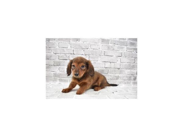 Dachshund-DOG-Female-Red-25740-Petland Lake St. Louis & Fenton, MO