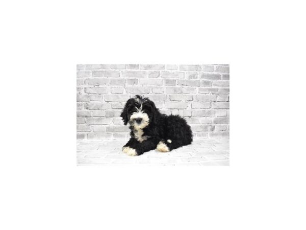 Bernedoodle-DOG-Male-Black and White-25745-Petland Lake St. Louis & Fenton, MO