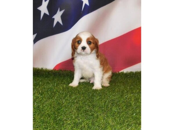 Cavalier King Charles Spaniel-DOG-Male-Blenheim-25755-Petland Lake St. Louis & Fenton, MO