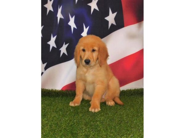 Golden Retriever-DOG-Male-Golden-25756-Petland Lake St. Louis & Fenton, MO