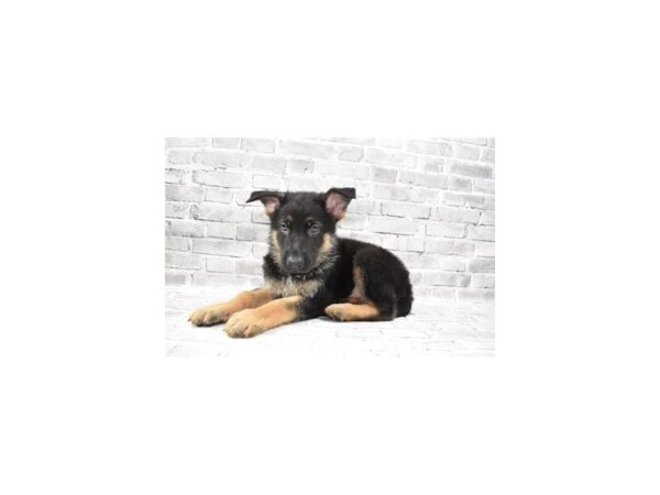 German Shepherd-DOG-Male-Black and Tan-25765-Petland Lake St. Louis & Fenton, MO